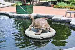 Turtle fountain