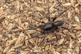 Flat-bellied spider (Zelotes sp.) - DSC_3767