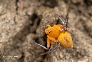 Lynx spider (Oxyopes cf. flavipalpis) - DSC_4662