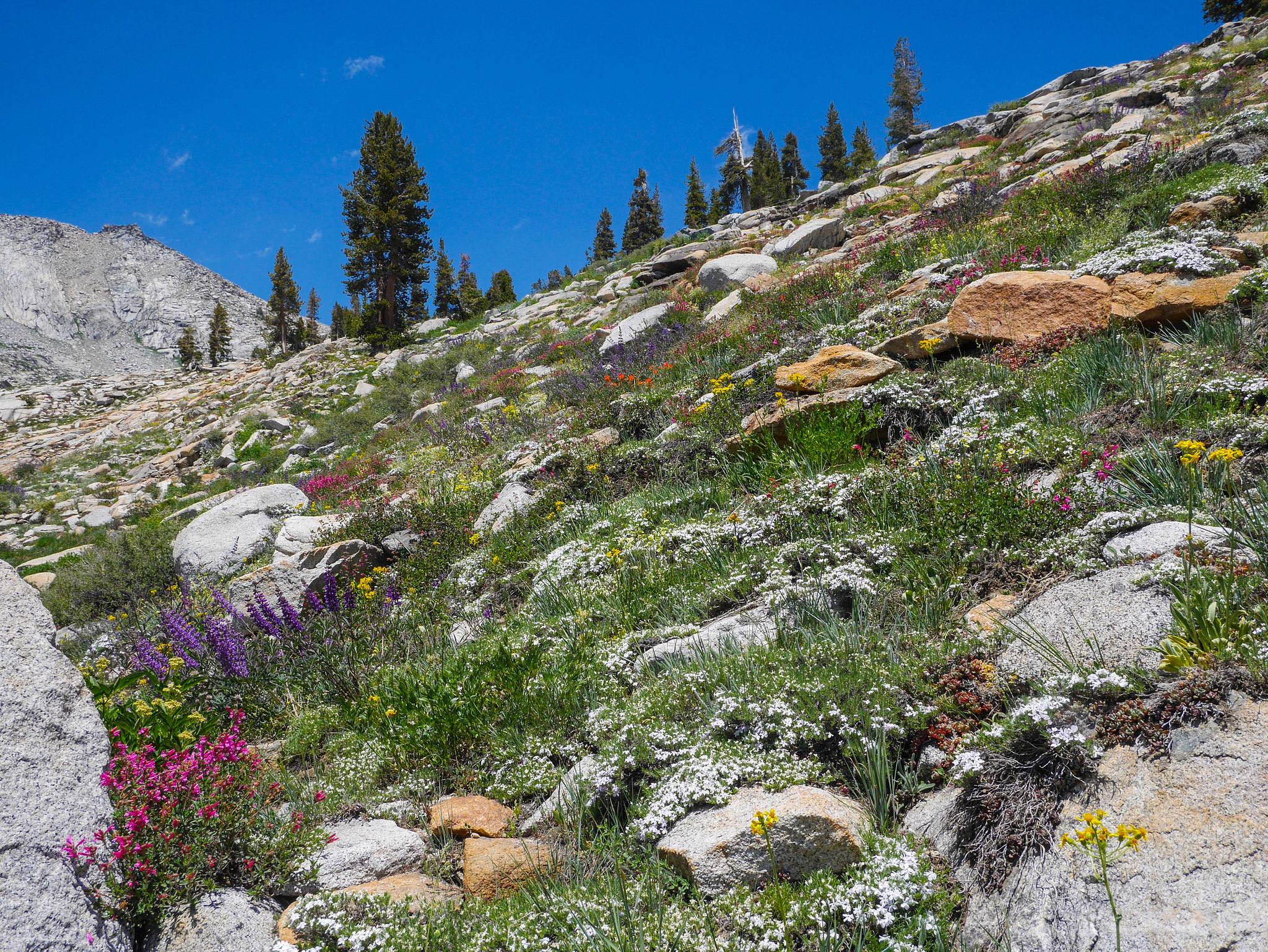 Flower gardens on Lonely Lake outlet