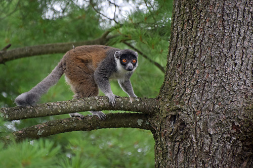 lemur mongooselemur frommadagascar