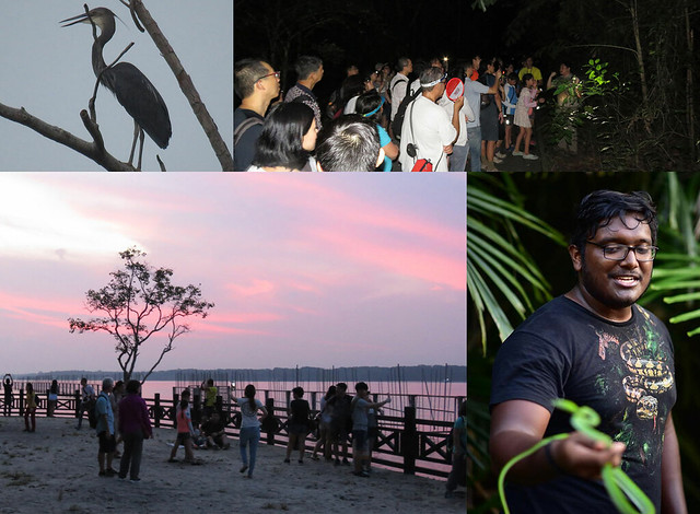 9 Jun (Sat): FREE Ubin Evening and Night Nature Walk with Strix Wildlife Consultancy