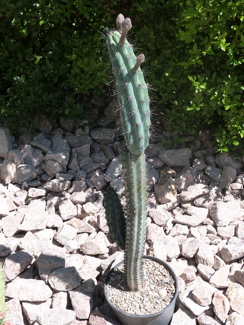 cactus - Page 4 42065341625_f91bf2a278_z