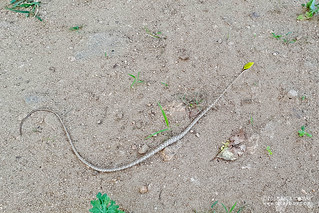 Savannah vine snake (Thelotornis capensis) - 20180522_163753x