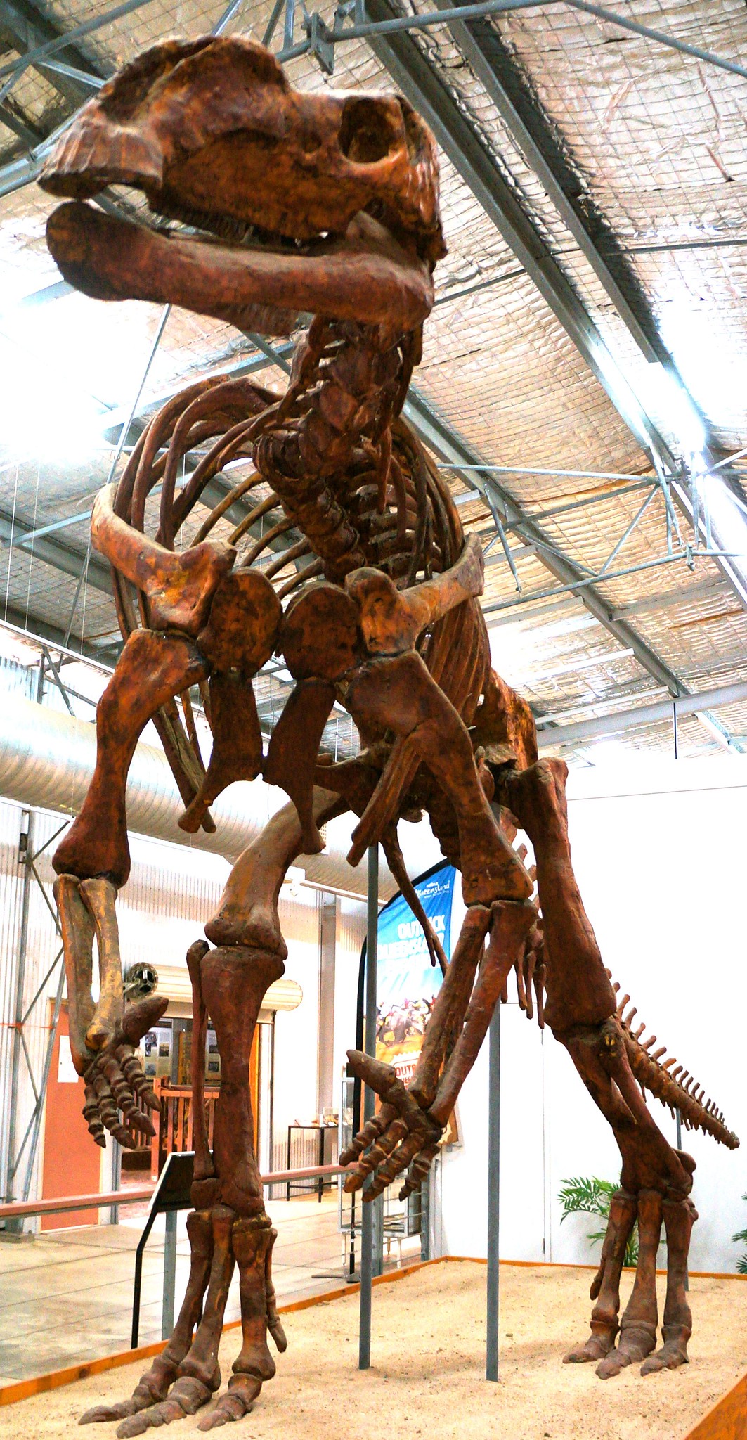 Reconstructed skeleton at the Muttaburrasaurus Dinosaur Centre in Hughenden, Queensland, Australia. Photo taken on September 10, 2013.
