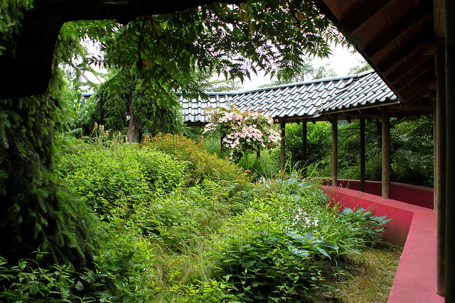 chinese garden with plants