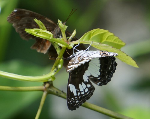 neptidopsisophioneophione scallopedfalsesailer scallopedsailer nymphalidae butterfly insect fauna bayelsastate nigeria nigerdelta westafrica koroama koroamaforest