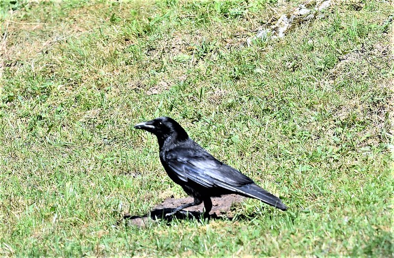 Crow 30.06 (1)