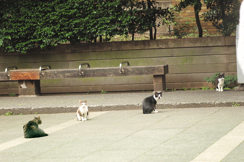 Leica Q東池袋中央公園の猫だまり 黒白×２ キジ白×２