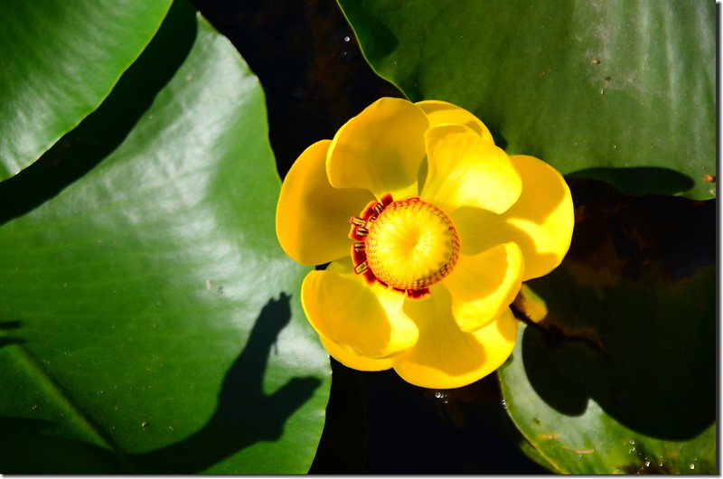 Yellow Water Lily (4)