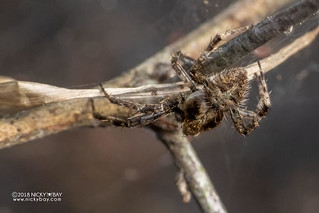 Orb weaver spider (Pararaneus perforatus) - DSC_6630