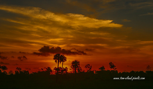 palm treesun sunrise orange sky silhouette weather landscape nature mothernature pineglades naturalarea jupiter florida usa outdoors