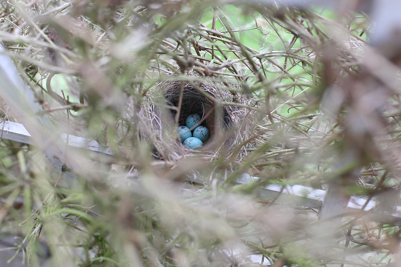 chipping sparrow eggs