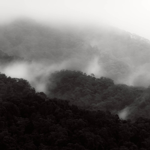 trees mist jungle fog hills rain clouds