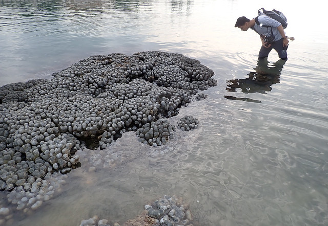 Mass death at Serapong, Jun 2018 - Anemone coral (Goniopora sp.)