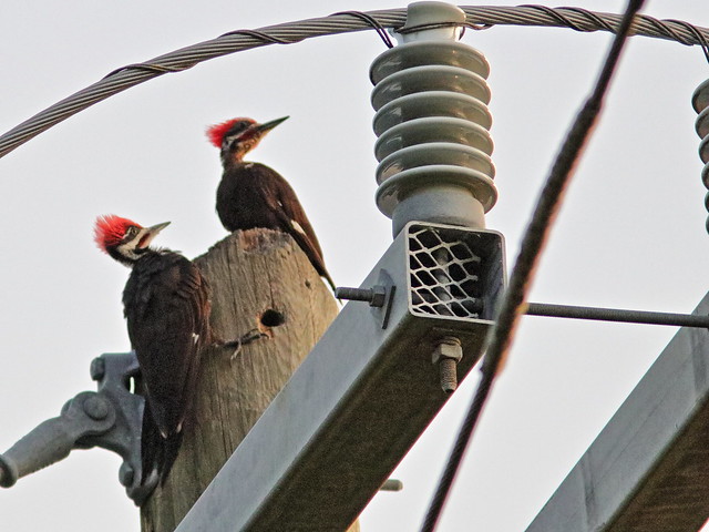 Pileated Woodpecker males 01-20180707