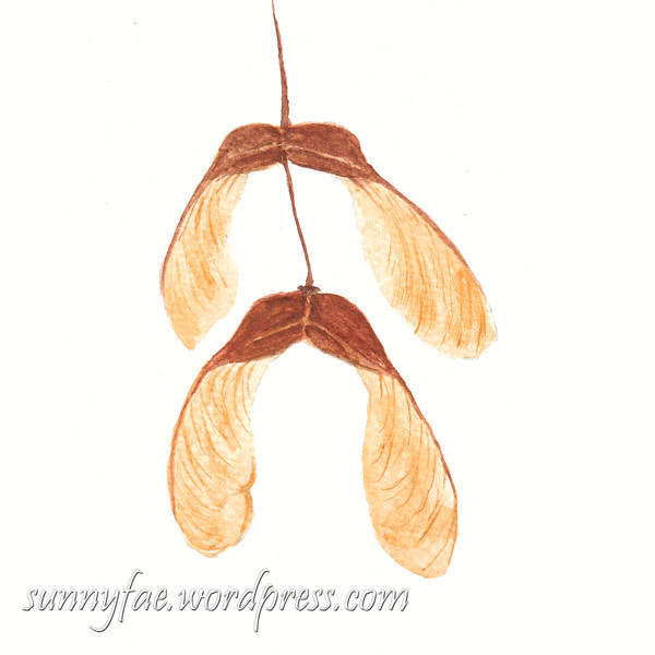 brown sycamore seeds