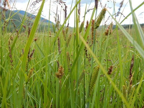 carexaquatilis watersedge cyperaceae native perennial rhizomatous sedge tupperlake deerpark powellcounty montana wetland