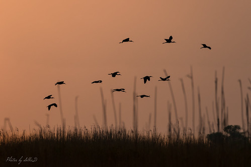 anahuacnwr birds chamberscounty dawn ibis morning nationalwildliferefuge plegadischihi sunrise texas unitedstates whitefacedibis anahuac us