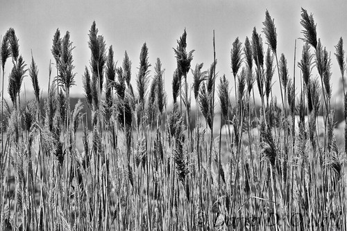 common reed grass tall flower blossom bloom seeds seedhead wetland bw monochrome black white grey gray nature landscape stlouis fairviewheights illinois usa