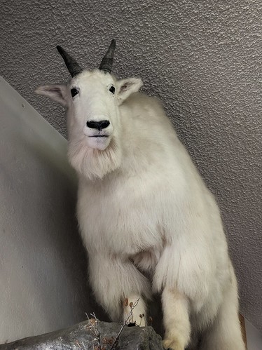 stuffed mountain goat montana