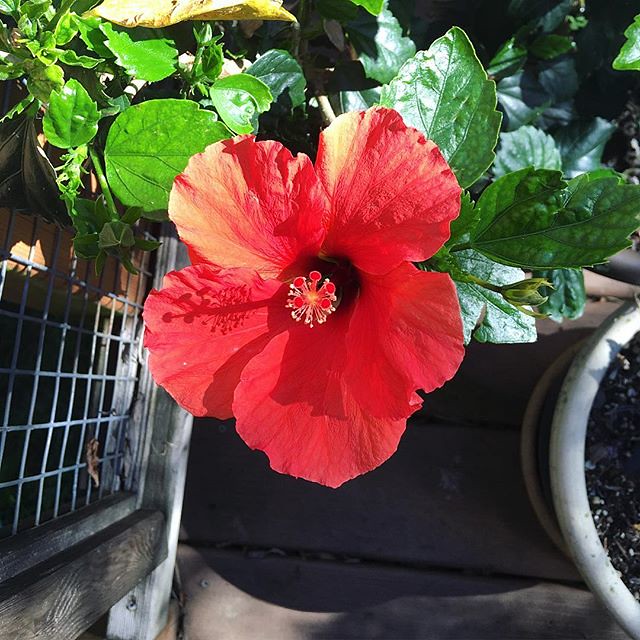 Our hibiscus came back! 🌺