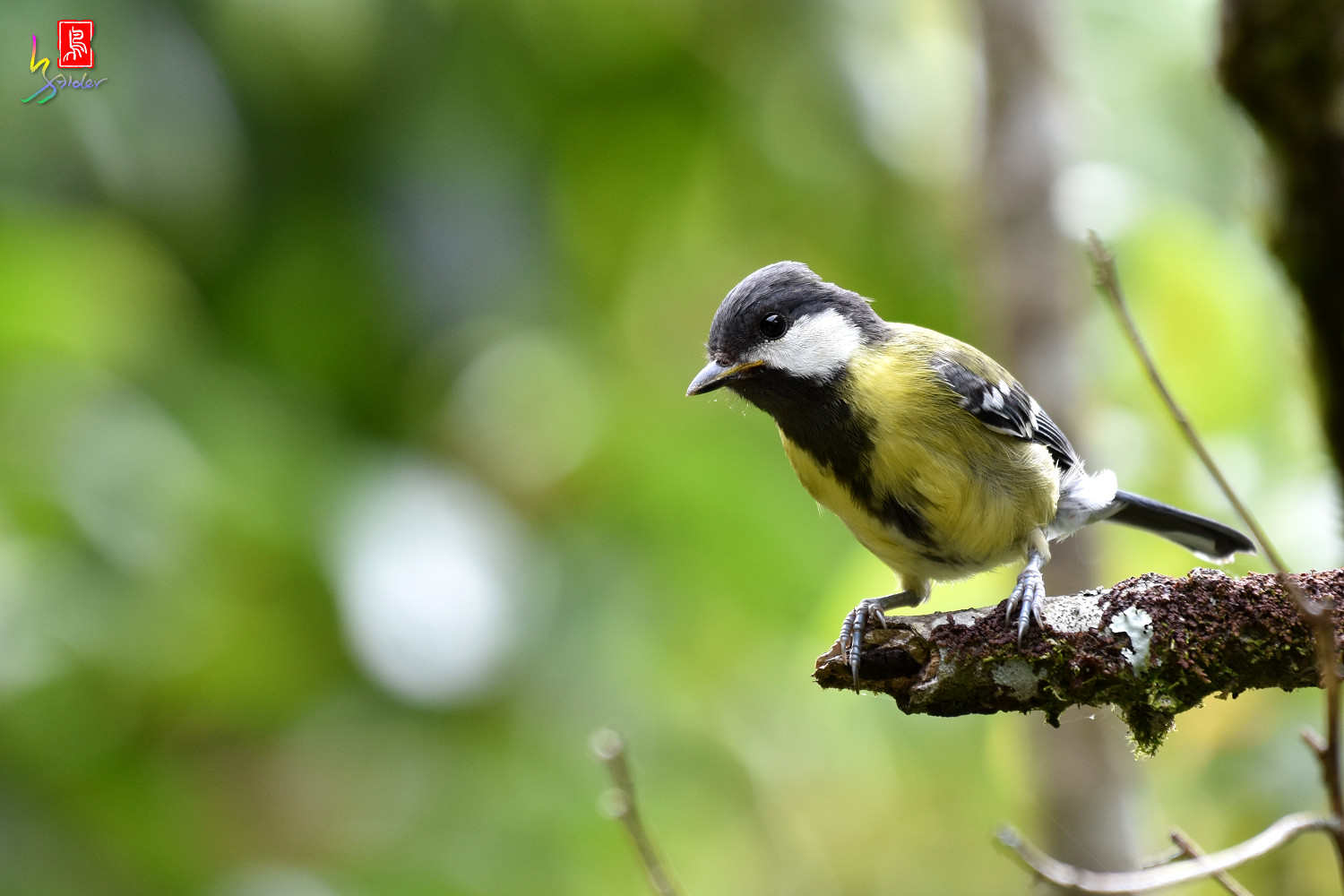 Green-backed_Tit_8855