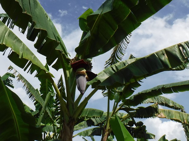 Banana Blossom 3