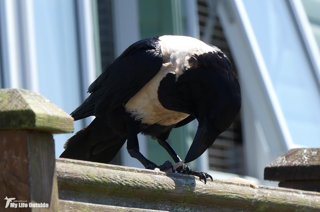 P1160020 - Pied Crow, Pembrokeshire