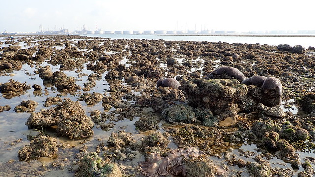 Living reefs of Pulau Semakau, East, Jul 2018