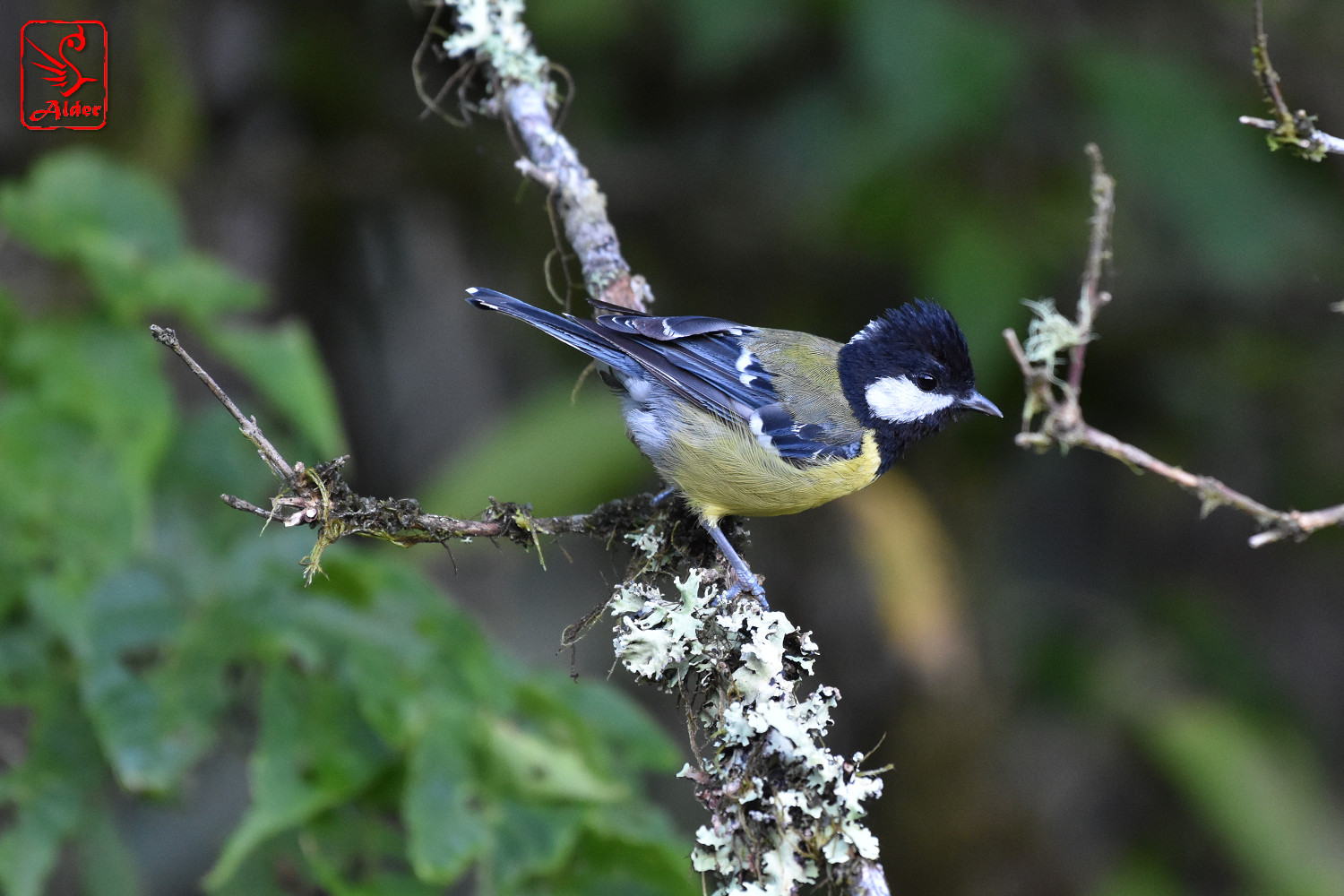 Green-backed_Tit_9364