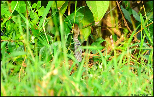 bangchakfields bangchak tambonbangchak petchaburi phetchaburi thailand thailandbirding2017 2017 nikon d750 bird birds birding indochineseratsnake ptyaskorros chineseratsnake ratsnake snake