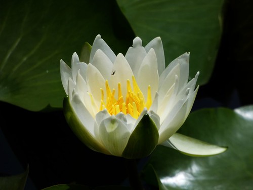 yellow white lotus leaf pond iwamizawa hokkaido japan iwamizawairispark insect fly dof bokeh 花 水 葉 蓮 虫 ハエ 岩見沢 北海道 アヤメ公園 菖蒲公園 ボケ 黄 白