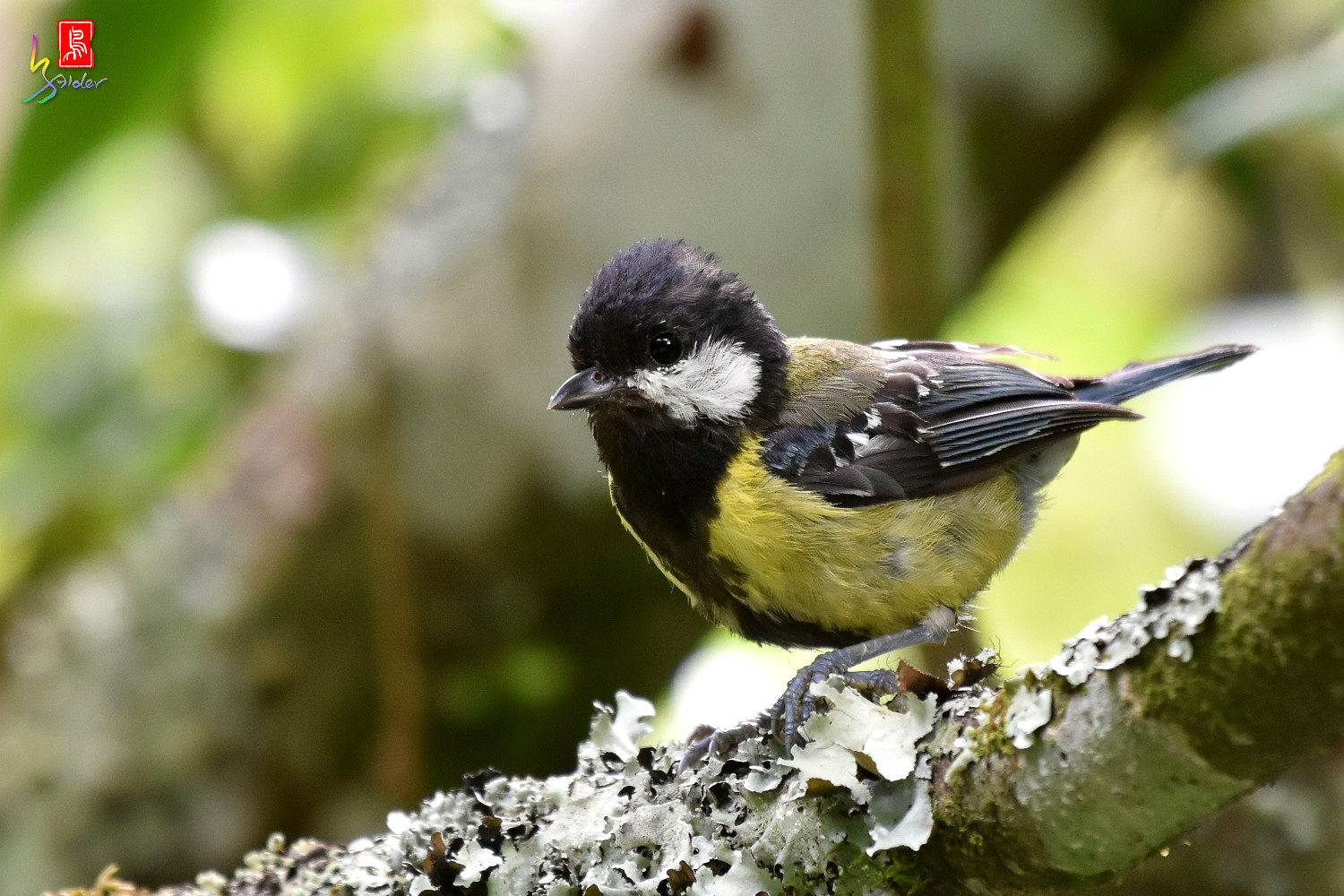 Green-backed_Tit_8802