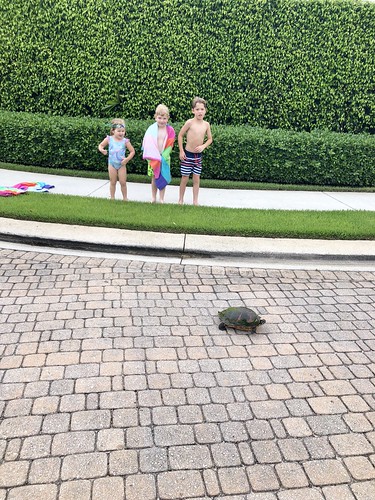 turtle