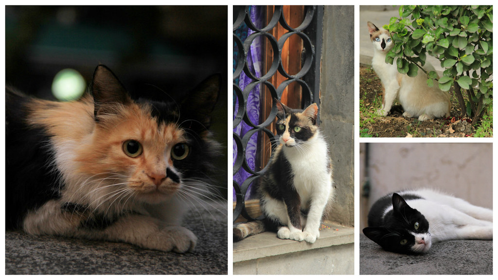 Cats of Tbilisi