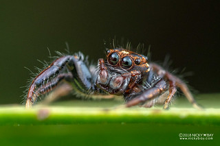 Jumping spider (Thyene sp.) - DSC_7822