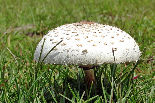 mushroom parasolmushroom macrolepiotaprocera macro closeup fairfieldharbour northcarolina sony sonyphotographing