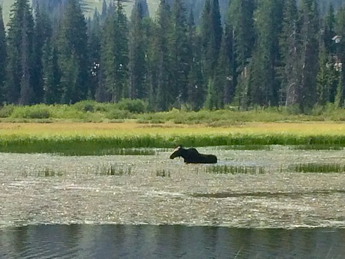 Moose in Silver Lake