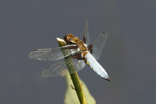 woodwaltonfen cambridgeshire wild wildlife nature dragonfly broadbodiedchaser libelluladepressa