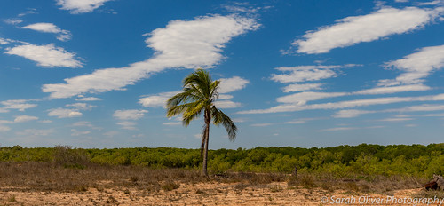 broome lone tree western australia oz down under palm clouds sky nature landscape canon 6d aussie countryside outback