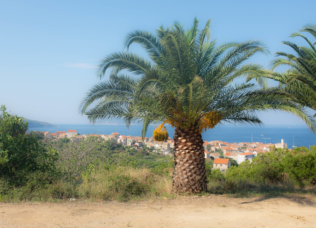 Palm tree view
