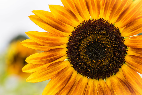 asteraceaefamily helianthus sunflower sunflowerseeds flower bright macro macrophotography