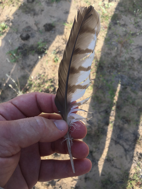 Cooper's Hawk Primary Flight Feather