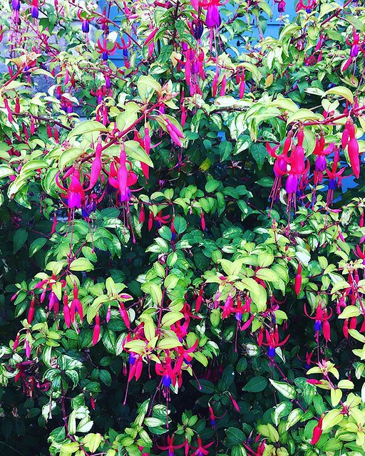 My sister in law’s magical neon fuchsia plant. 💖