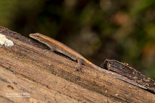 Tiny scaled gecko (Lygodactylus bivittis) - DSC_7974