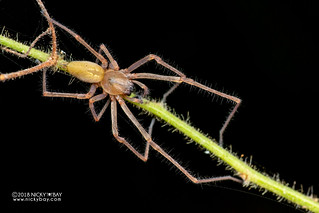 Long-legged sac spider (cf. Cheiracanthium sp.) - DSC_8900