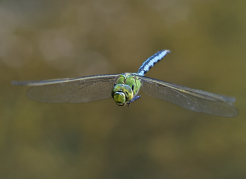 Emperor-Dragonfly-male