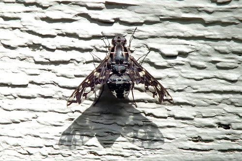 tigerbeefly flyinginsect fly xenoxtigrinus macro closeup fairfieldharbour northcarolina finepix hs30exr