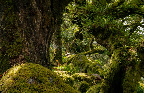 dartmoor wistmanswood ferns moss bracken trees boulders dense cluttered woods oak oaks